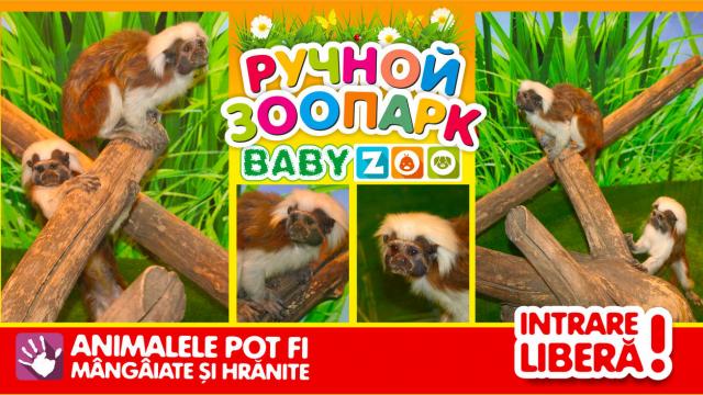Baby Hall: в ручном зоопарке Baby Zoo две новые обезьянки!