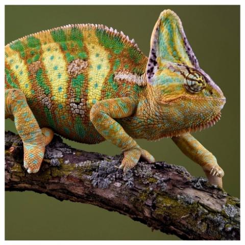 Cameleon Yemen