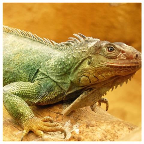 Iguană