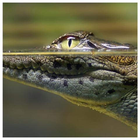 Crocodil de Nill